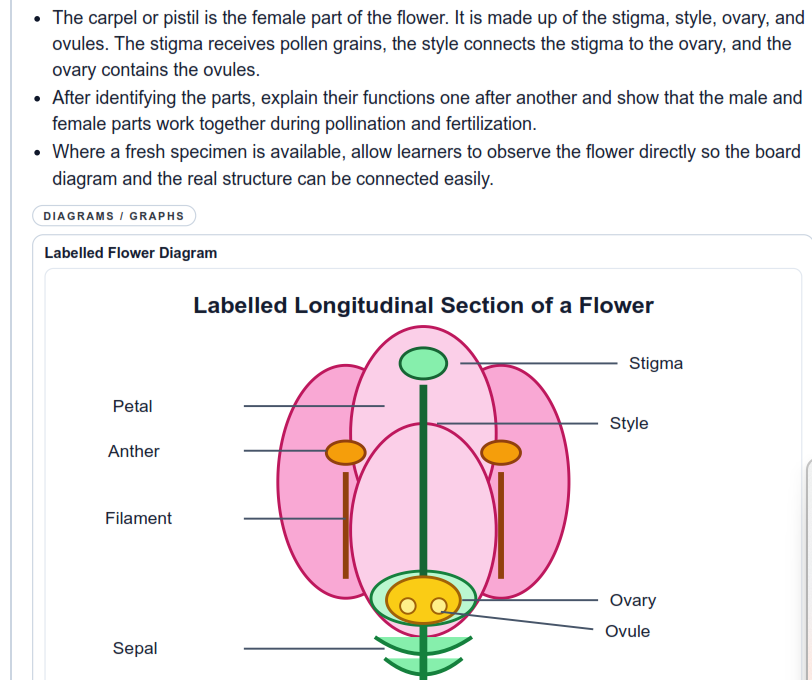 Lesson note preview - Parts of a Flower